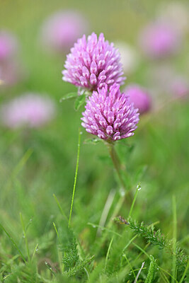 BUITEN BEELD Foto: 445193