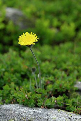 BUITEN BEELD Foto: 445196
