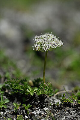 BUITEN BEELD Foto: 445197