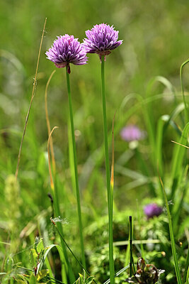 BUITEN BEELD Foto: 445200