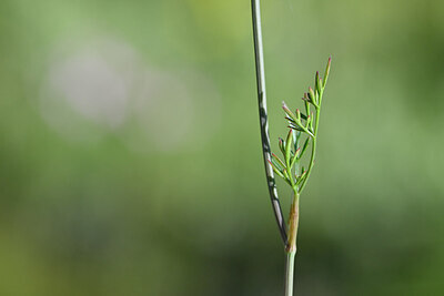 BUITEN BEELD Foto: 445202