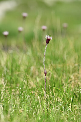 BUITEN BEELD Foto: 445204