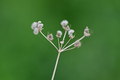 BUITEN BEELD Foto: 445205