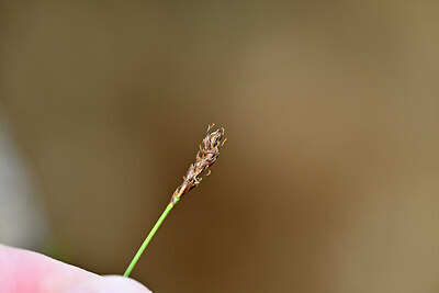 BUITEN BEELD Foto: 445207