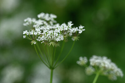 BUITEN BEELD Foto: 445210