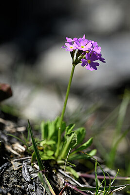 BUITEN BEELD Foto: 445211
