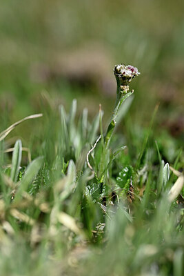 BUITEN BEELD Foto: 445216