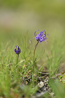 BUITEN BEELD Foto: 445226