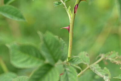 BUITEN BEELD Foto: 445228
