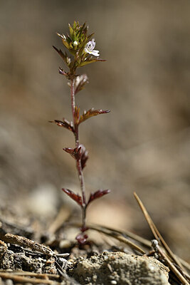 BUITEN BEELD Foto: 445231