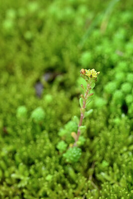 BUITEN BEELD Foto: 445232