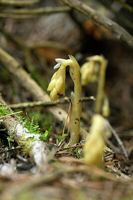 BUITEN BEELD Foto: 445233