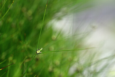 BUITEN BEELD Foto: 445234