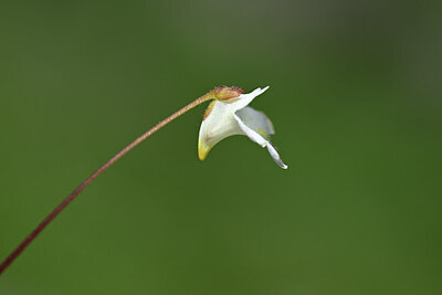 BUITEN BEELD Foto: 445236