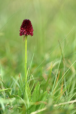 BUITEN BEELD Foto: 445238