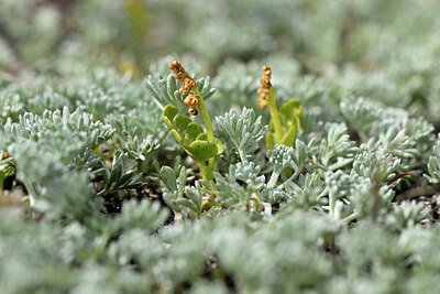 BUITEN BEELD Foto: 445240