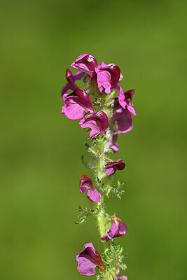 BUITEN BEELD Foto: 445242