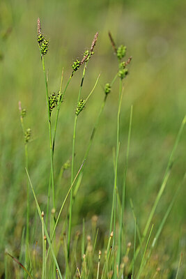 BUITEN BEELD Foto: 445243