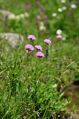 BUITEN BEELD Foto: 445244