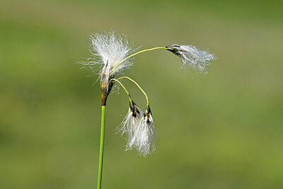 BUITEN BEELD Foto: 445247