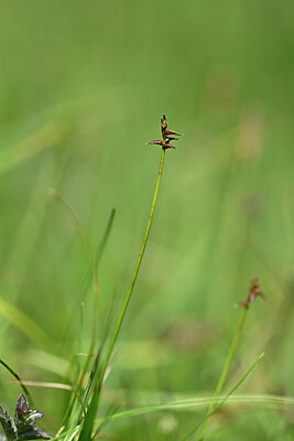 BUITEN BEELD Foto: 445250