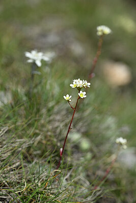 BUITEN BEELD Foto: 445251