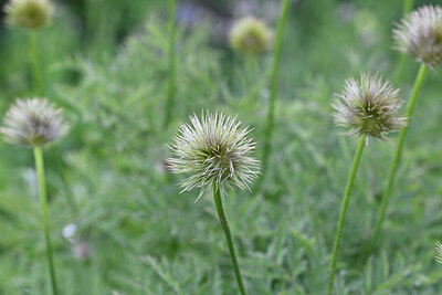 BUITEN BEELD Foto: 445252