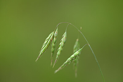 BUITEN BEELD Foto: 445253