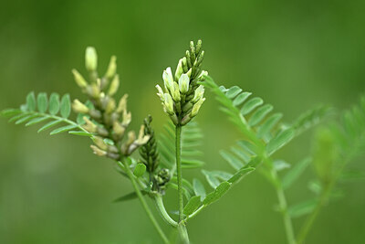 BUITEN BEELD Foto: 445255