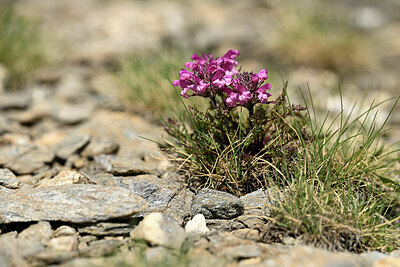 BUITEN BEELD Foto: 445256