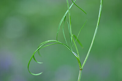 BUITEN BEELD Foto: 445258