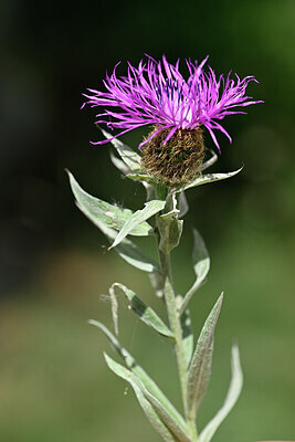 BUITEN BEELD Foto: 445262