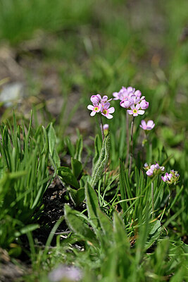BUITEN BEELD Foto: 445263