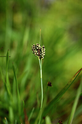 BUITEN BEELD Foto: 445264