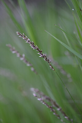 BUITEN BEELD Foto: 445266
