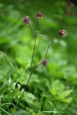 BUITEN BEELD Foto: 445267