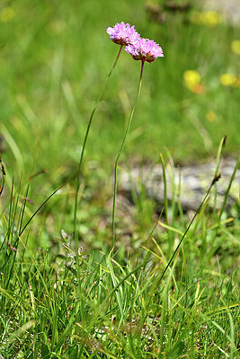 BUITEN BEELD Foto: 445268