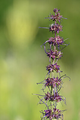 BUITEN BEELD Foto: 445270