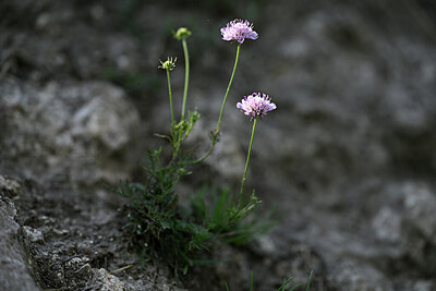 BUITEN BEELD Foto: 445271