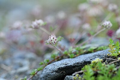 BUITEN BEELD Foto: 445272