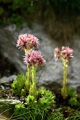 BUITEN BEELD Foto: 445275
