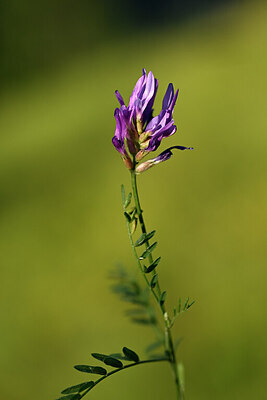 BUITEN BEELD Foto: 445277