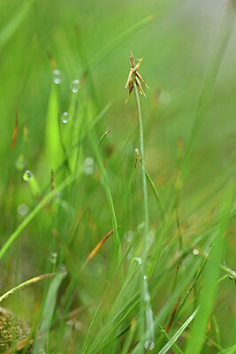 BUITEN BEELD Foto: 445279