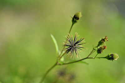 BUITEN BEELD Foto: 445283