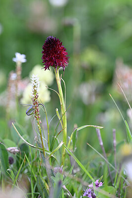 BUITEN BEELD Foto: 445288