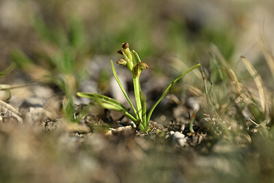 BUITEN BEELD Foto: 445294