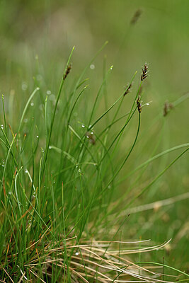 BUITEN BEELD Foto: 445296