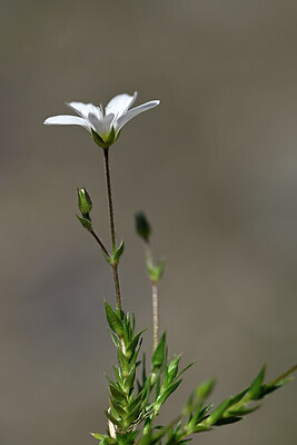 BUITEN BEELD Foto: 445298