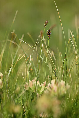BUITEN BEELD Foto: 445299