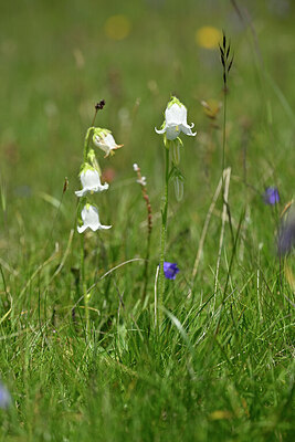 BUITEN BEELD Foto: 445301